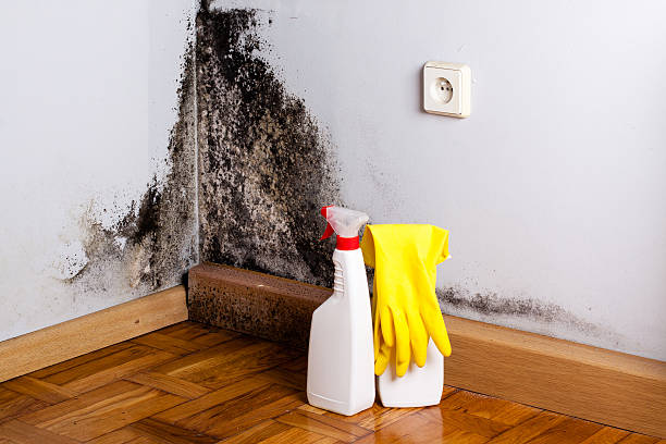 Best Commercial Mold Remediation in Redmond, OR